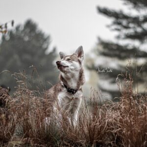 Fotografie von Wolfhunden